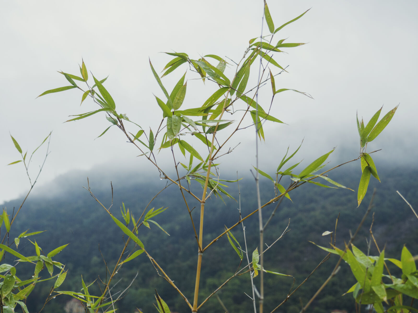 Olympus OM-D E-M10 II sample photo. Flora, fog, foggy, green photography