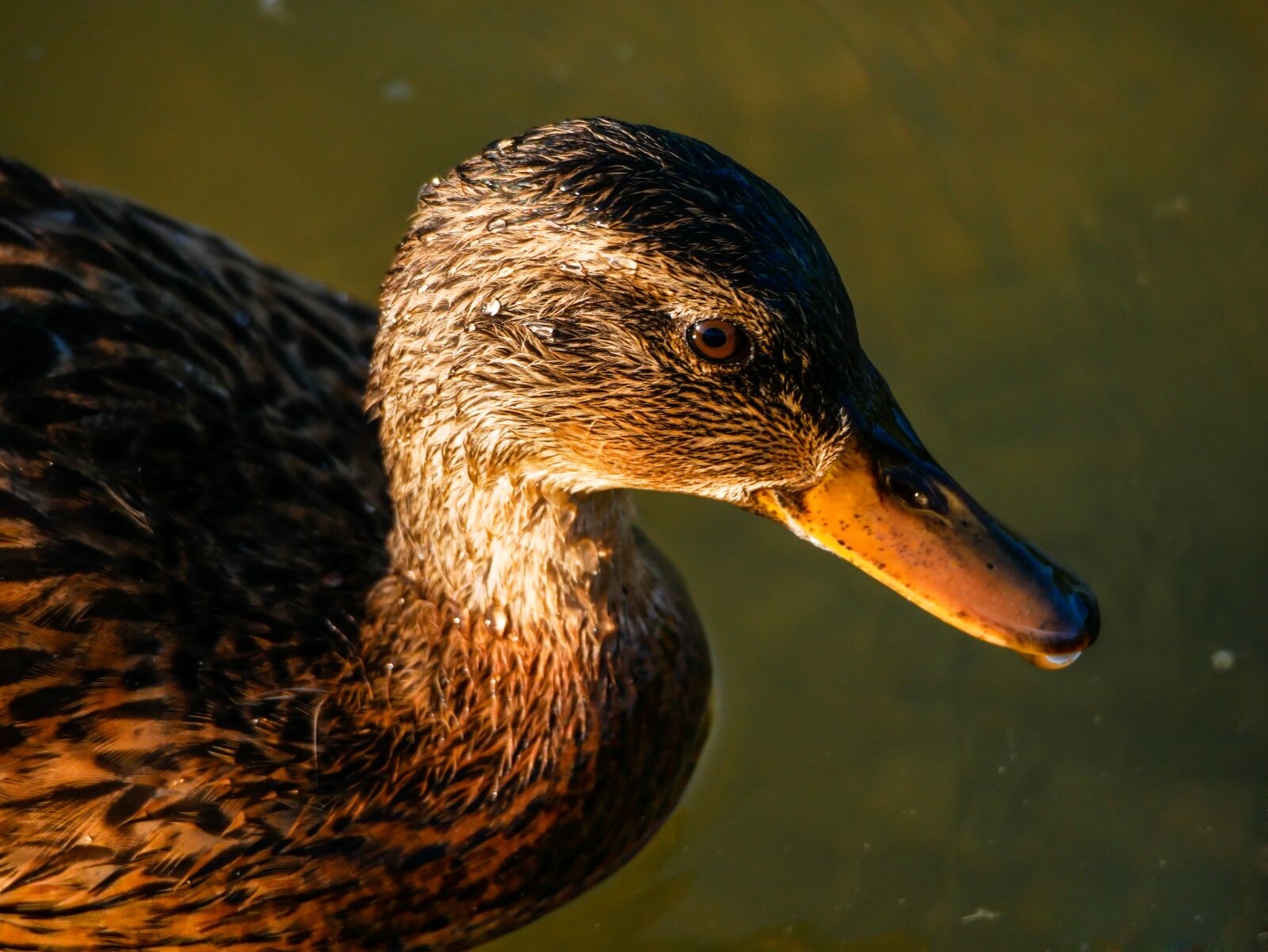 Panasonic Lumix DMC-GX85 (Lumix DMC-GX80 / Lumix DMC-GX7 Mark II) sample photo. Duck, sun, reflection photography
