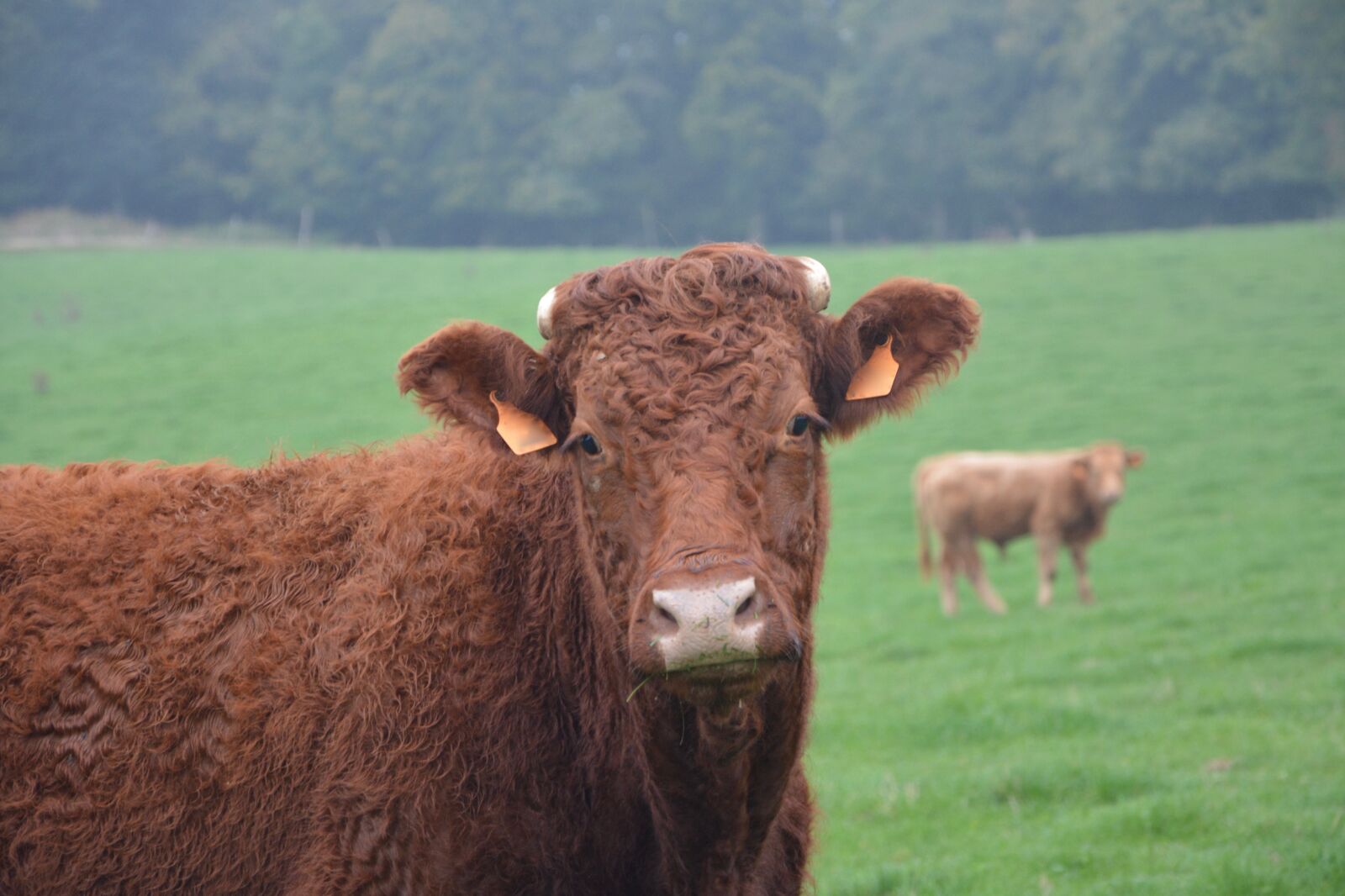 Nikon D5200 sample photo. Cow, heifer, cattle photography
