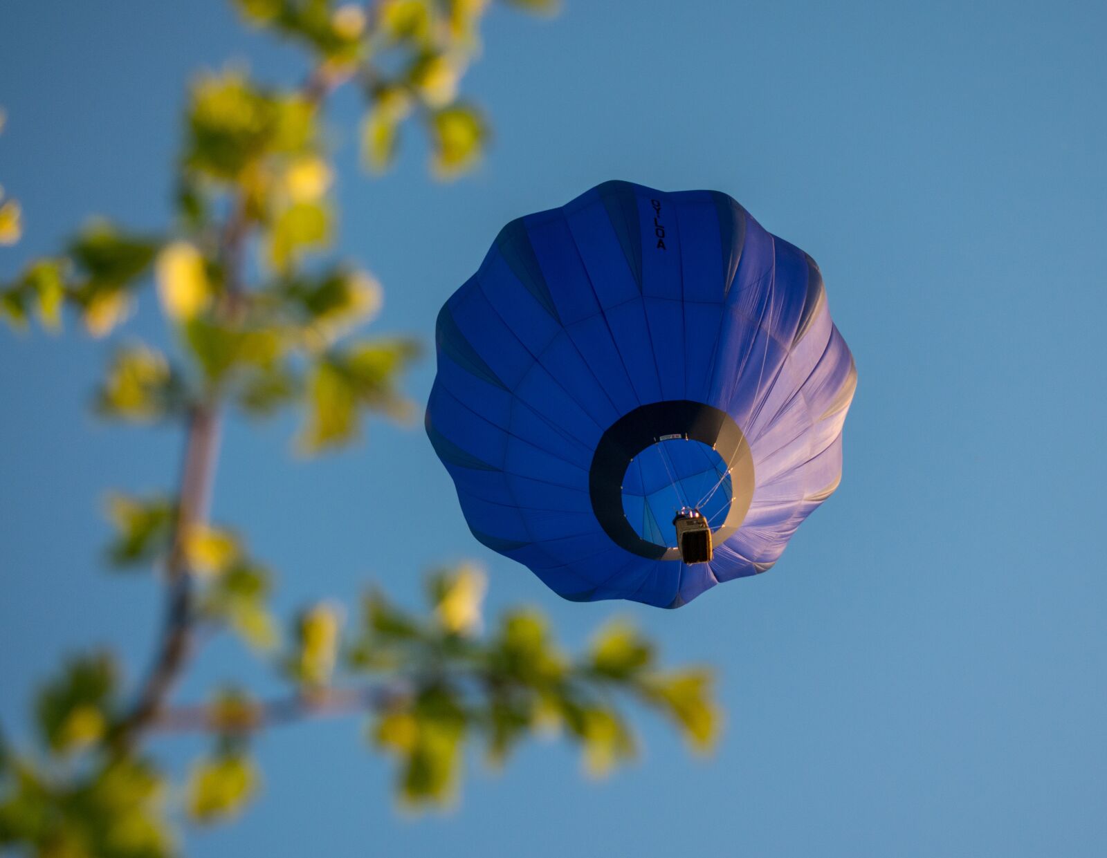 Nikon D3300 sample photo. Flower, nature, outdoors photography