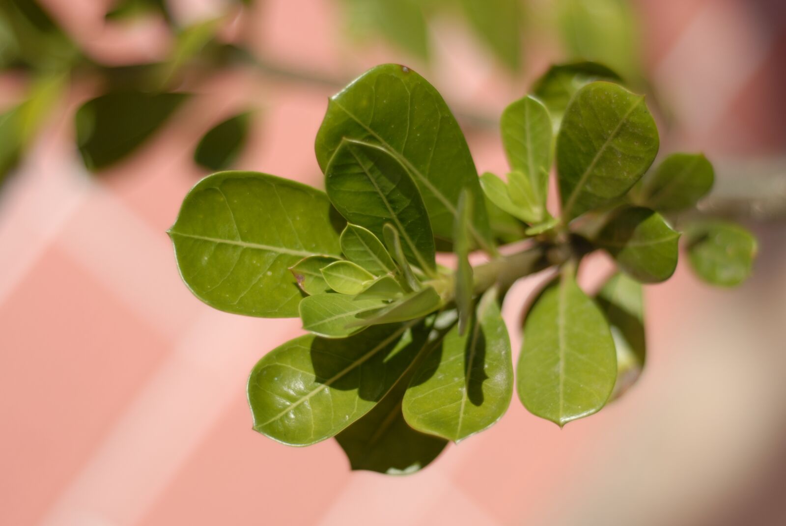 Nikon D200 sample photo. Plant, leaves, flowerpot photography