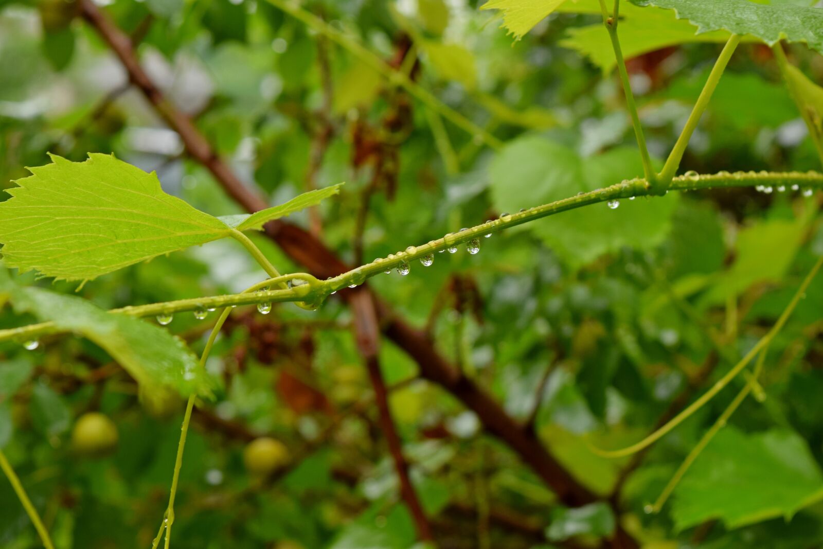 Nikon D5300 sample photo. Sheet, plant, nature photography