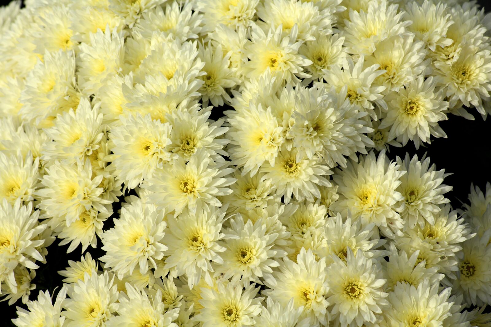Canon EOS 1200D (EOS Rebel T5 / EOS Kiss X70 / EOS Hi) sample photo. Chrysanthemum, cream, flowers photography