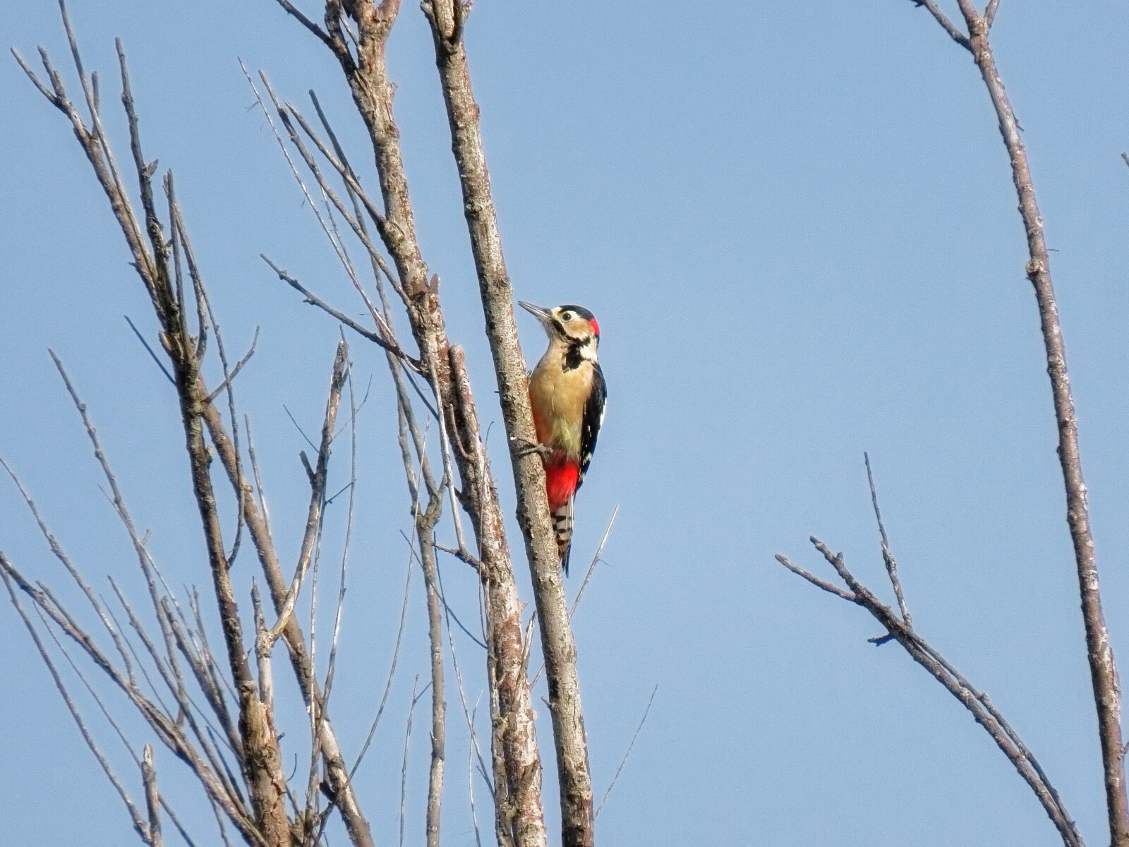 Canon PowerShot SX70 HS sample photo. Animal, sky, wood photography