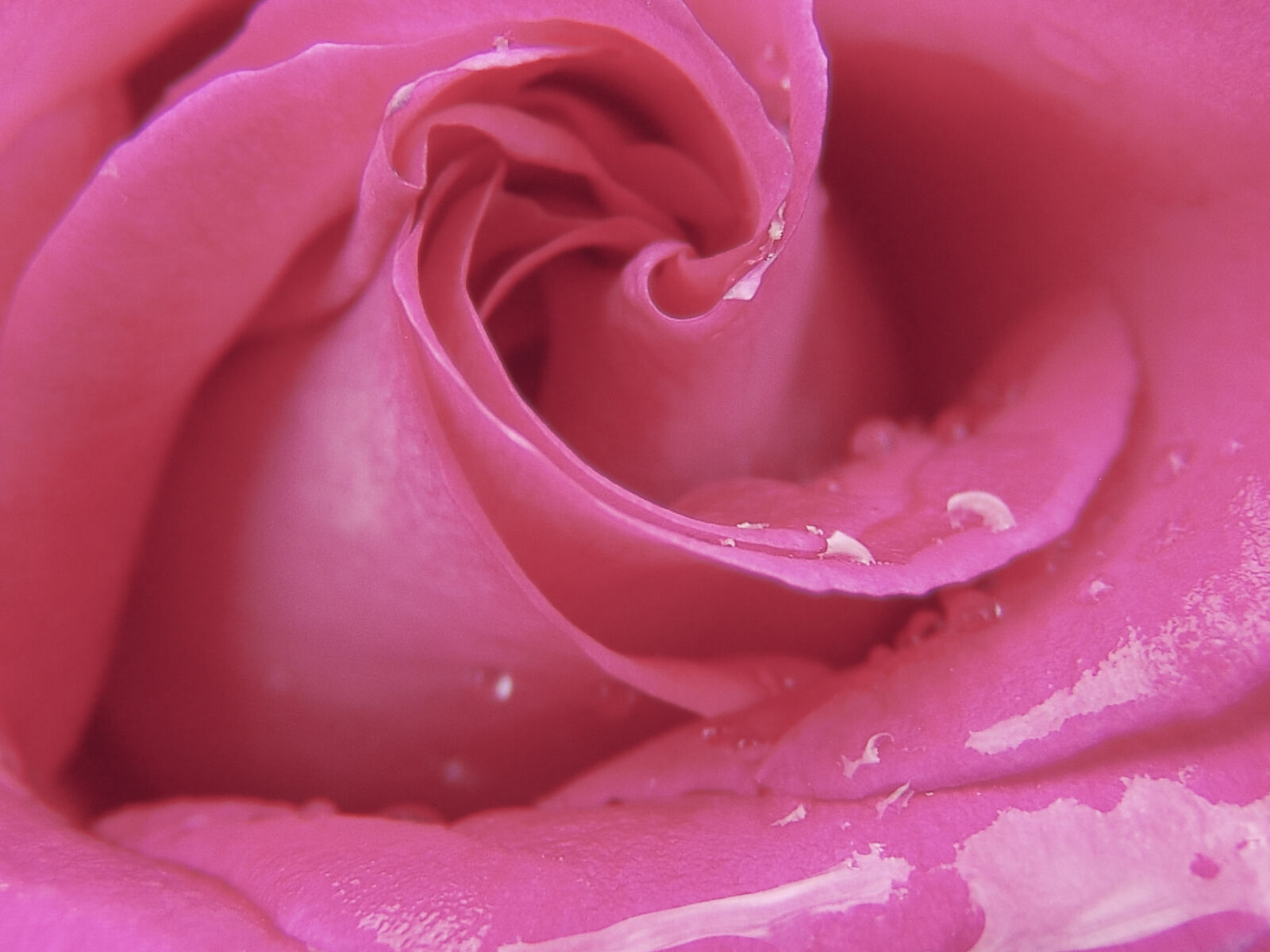 Sony DSC-F828 sample photo. Love, romantic, petals, plant photography