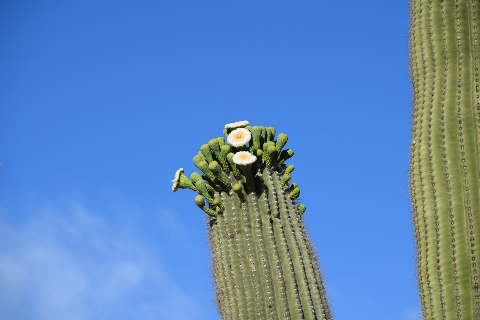 Nikon D3300 sample photo. Saguaro, flowers, cactus photography