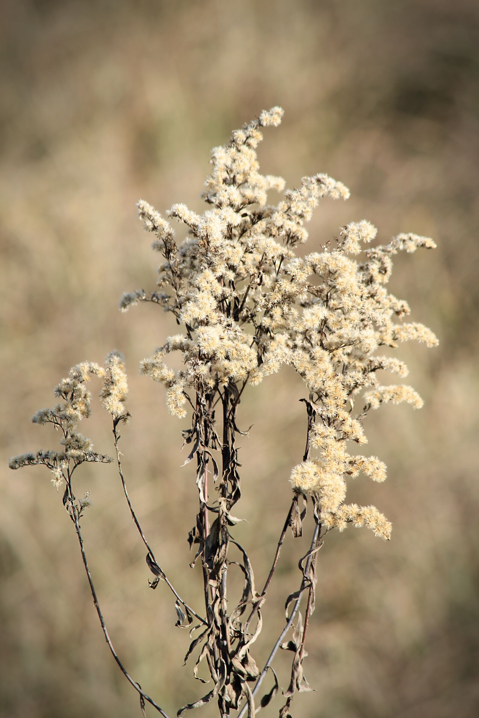 Canon EOS 600D (Rebel EOS T3i / EOS Kiss X5) sample photo. Flower, nature, fall photography
