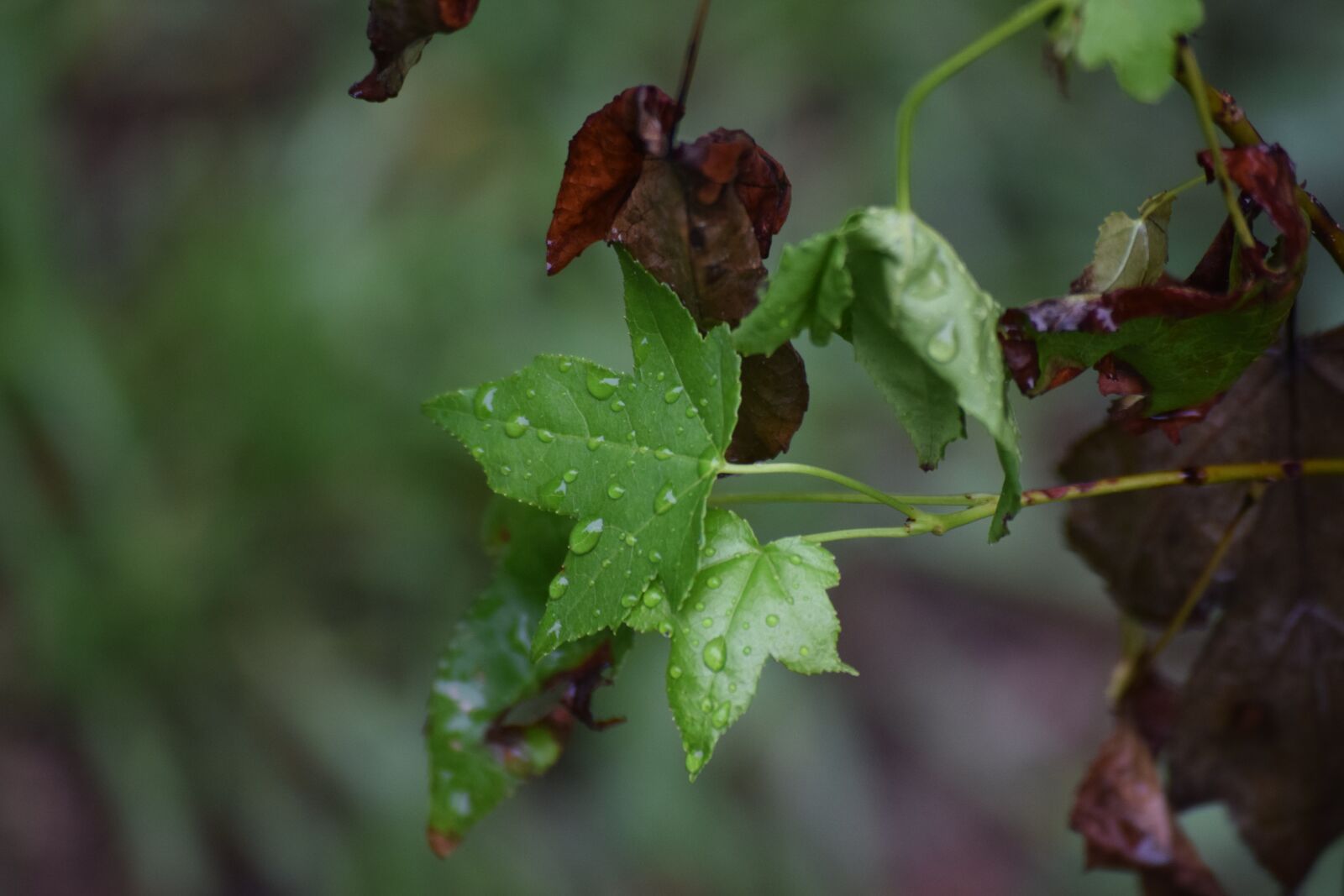 Nikon D3300 sample photo. Leaves, green, tree photography