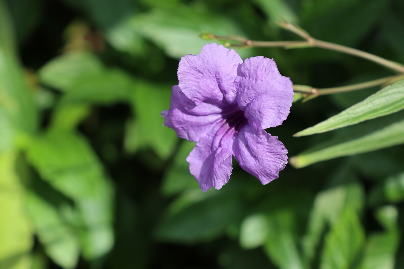 Canon EF-M 18-150mm F3.5-6.3 IS STM sample photo. Purple flower, green, gardening photography