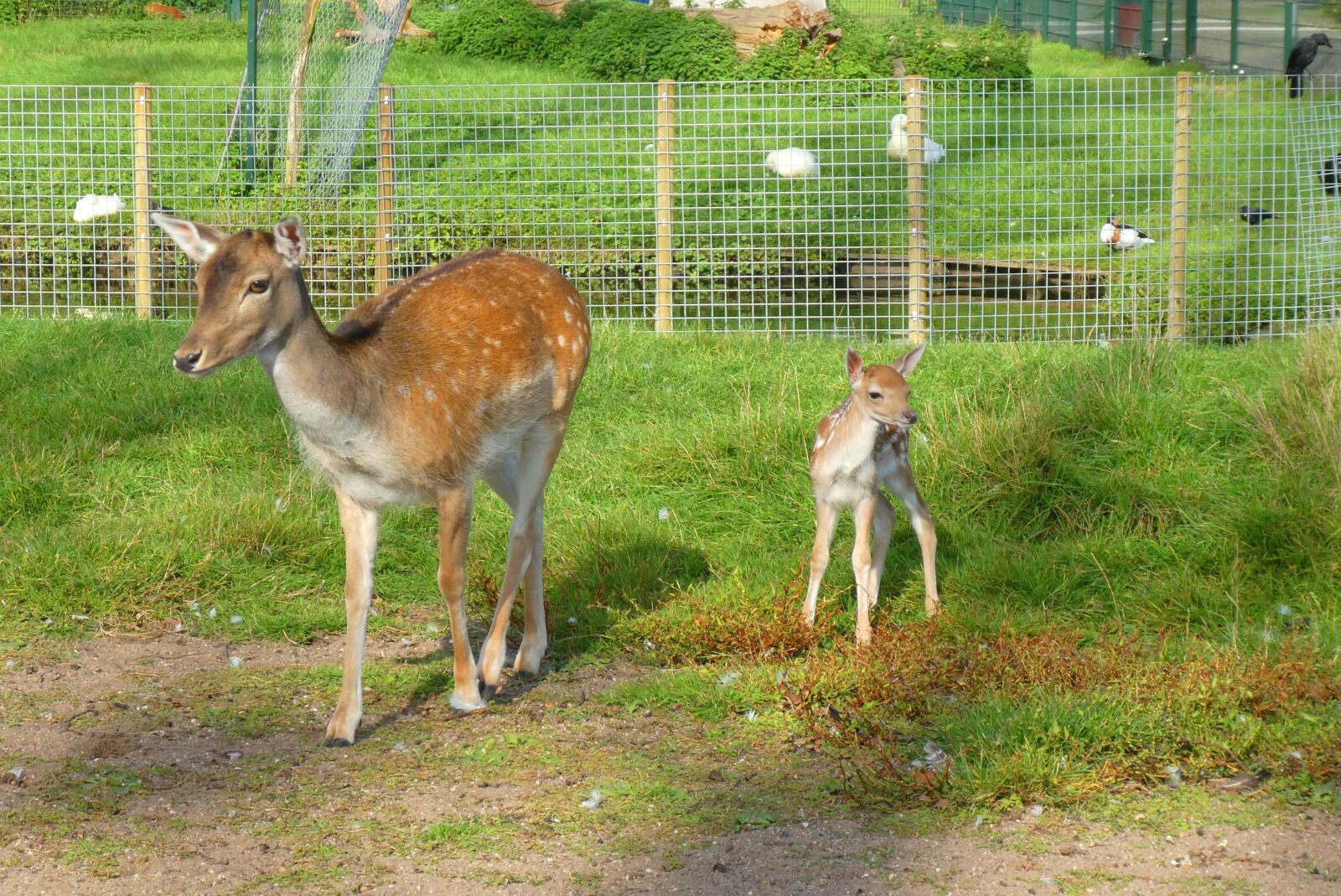 Panasonic Lumix DC-ZS70 (Lumix DC-TZ90) sample photo. Damhertje, a young deer photography