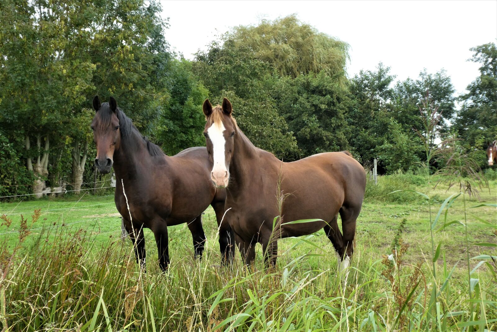 Panasonic Lumix DC-ZS70 (Lumix DC-TZ90) sample photo. Horses, pasture, mammals photography