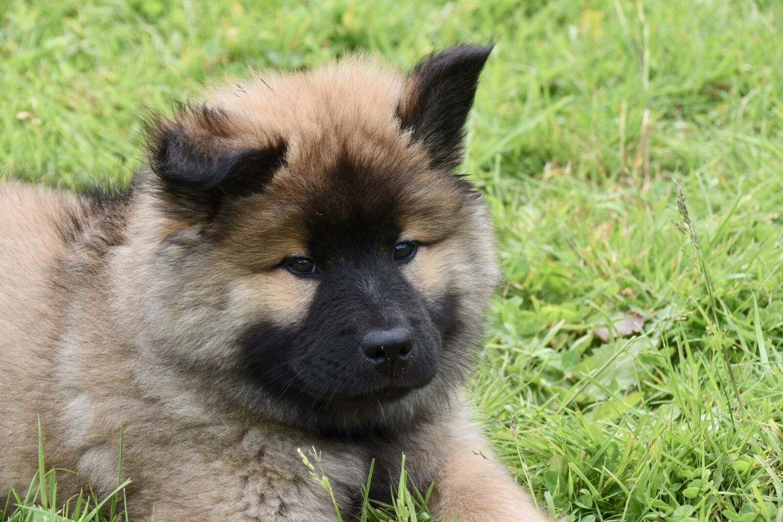 Nikon D5600 sample photo. Dog, puppy, young bitch photography