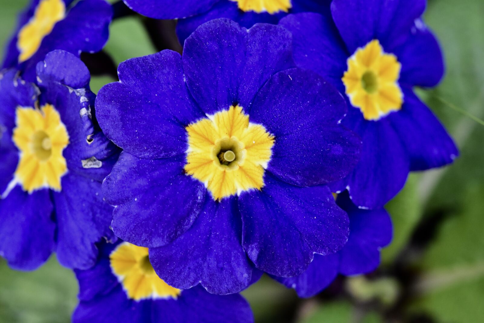 Nikon D5600 sample photo. Flower, flowers, flower thought photography