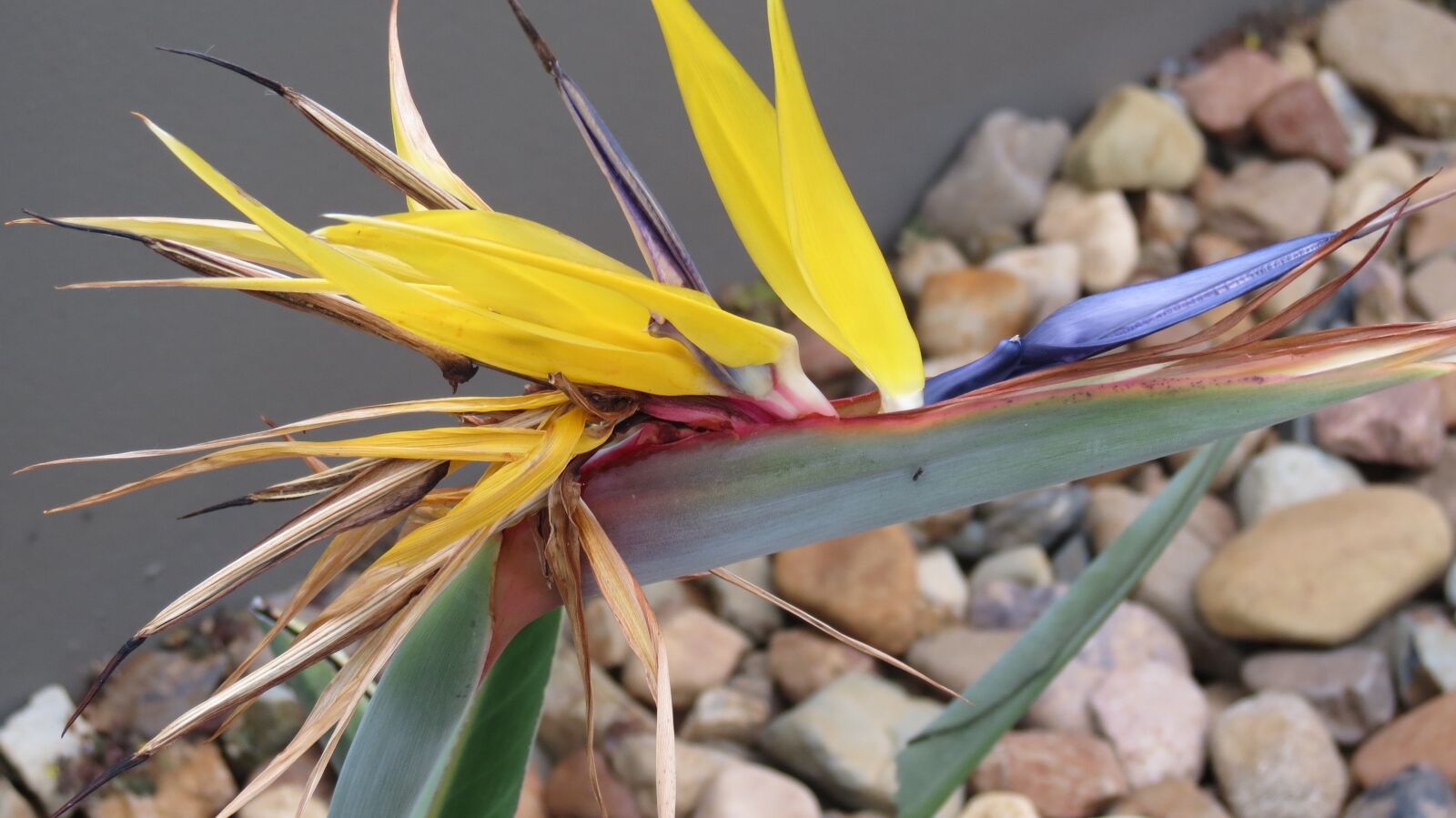Canon PowerShot SX40 HS sample photo. Bird of paradise flower photography