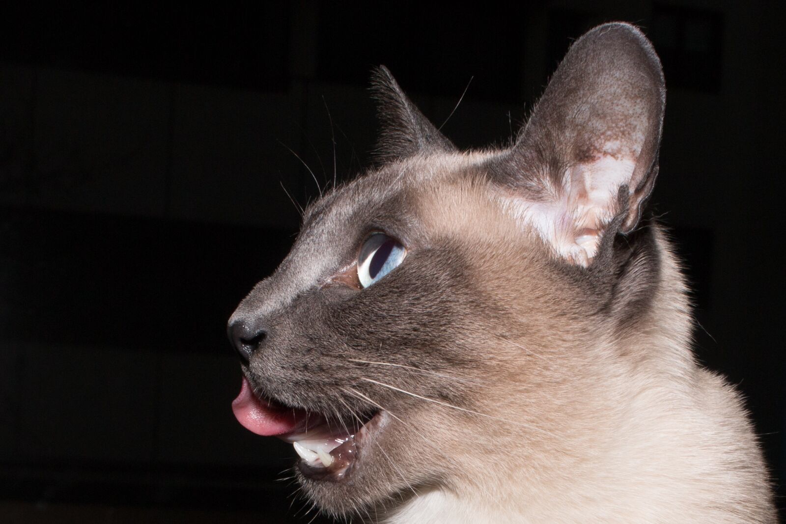 Canon EF-S 24mm F2.8 STM sample photo. Cat, animal, feline photography