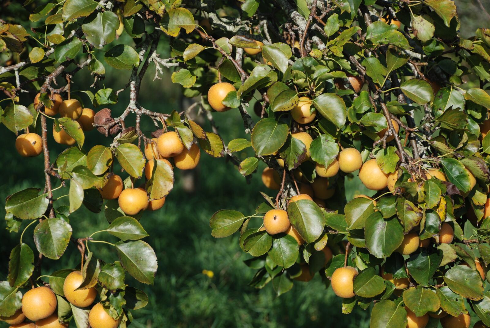 Nikon D80 sample photo. Apple, apples, yellow photography