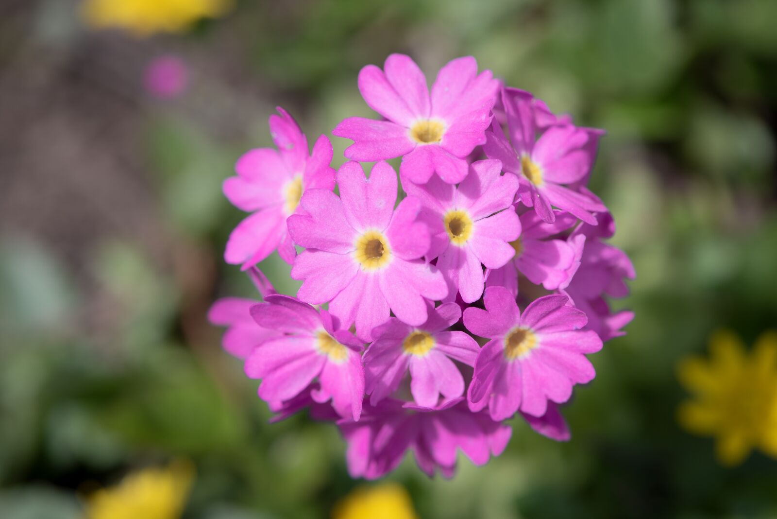 Nikon D750 sample photo. Primrose, drumstick, blossom photography