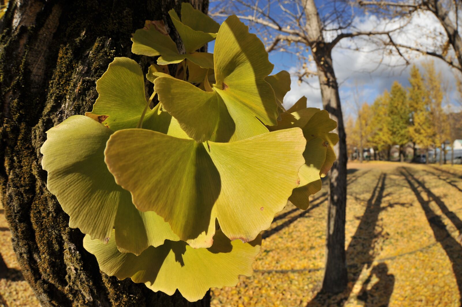 Nikon D700 sample photo. Gingko tree, park, autumn photography