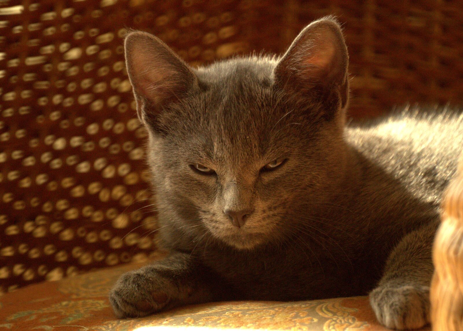Sony SLT-A58 sample photo. Domestic, animal, cat photography