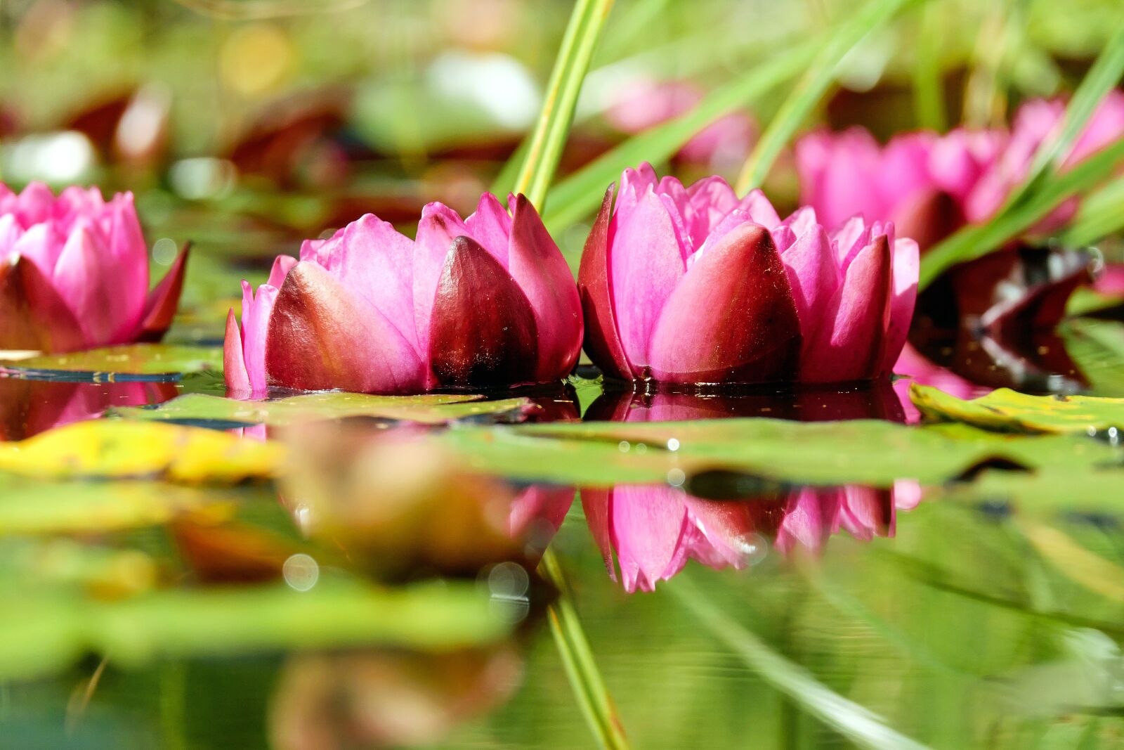 Fujifilm X-T10 + Fujifilm XC 50-230mm F4.5-6.7 OIS sample photo. Water lily, flower, blossom photography