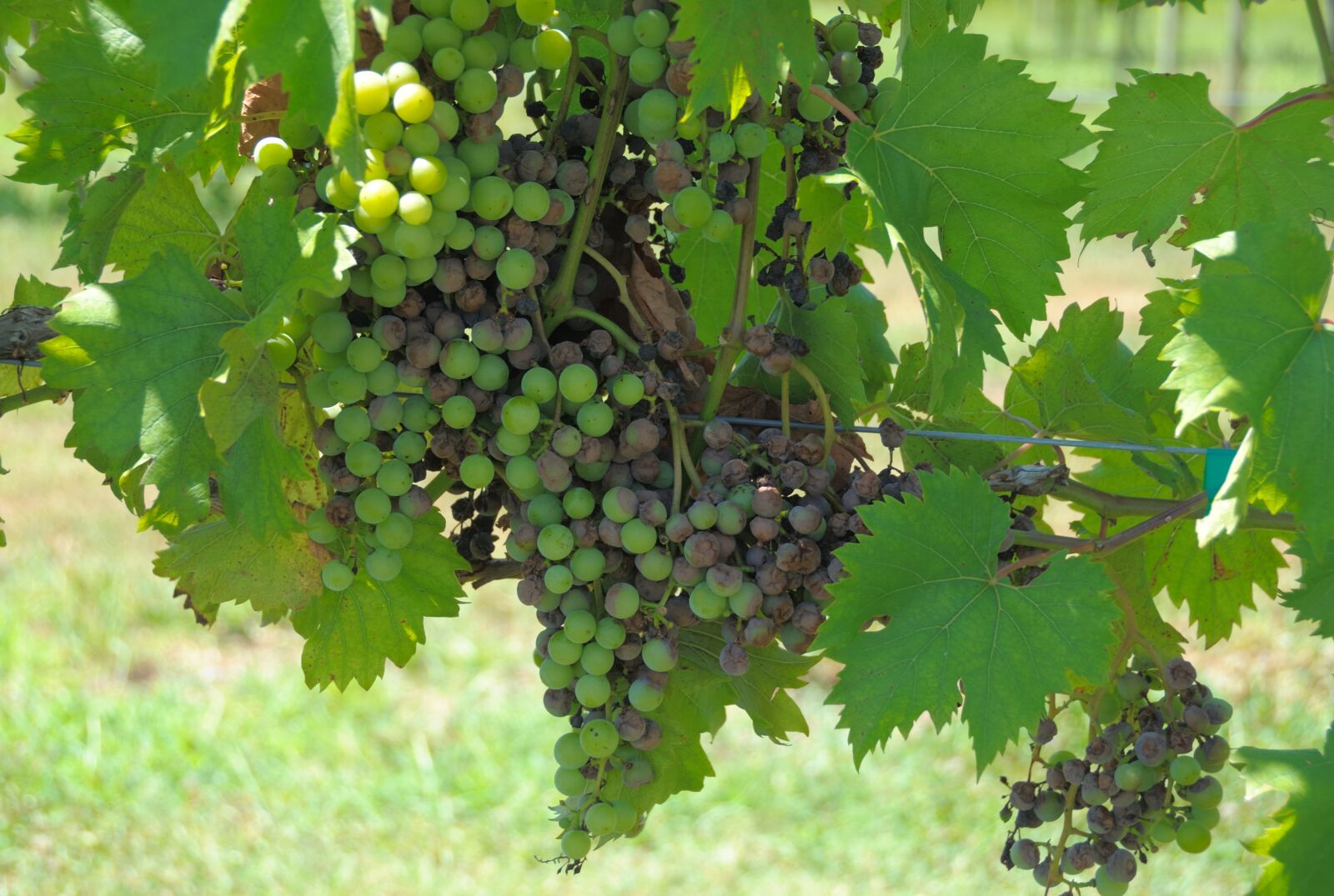 Nikon D200 sample photo. Grapes, vineyard, wine photography