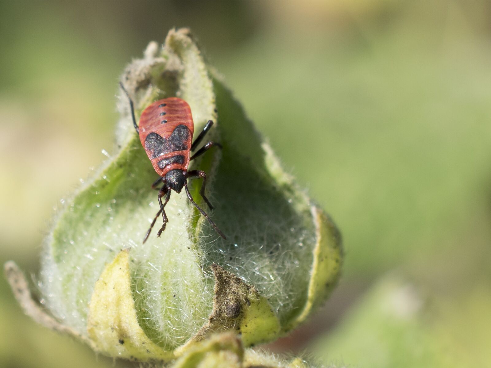 Nikon D3300 sample photo. Fire bug, nature, close photography