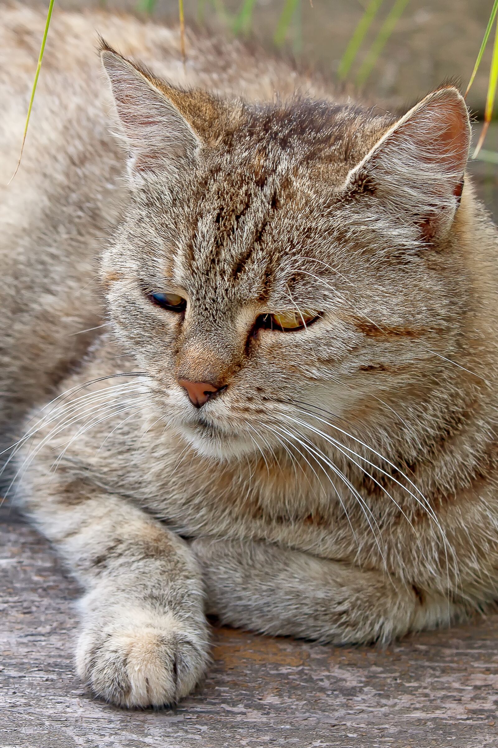 Canon EOS 50D sample photo. Cat, animal, concerns photography