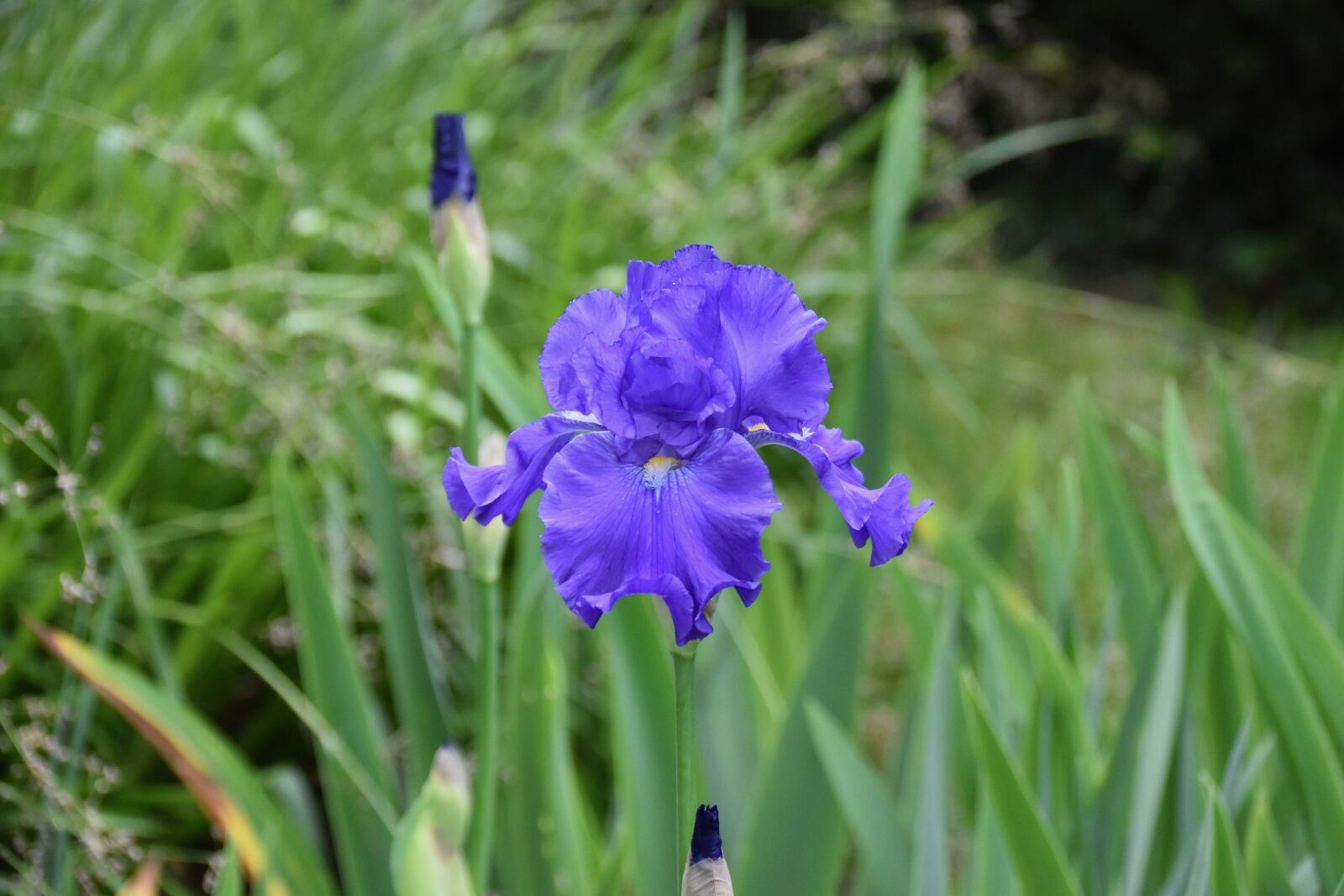Nikon D5600 sample photo. Flower, flowers, iris photography