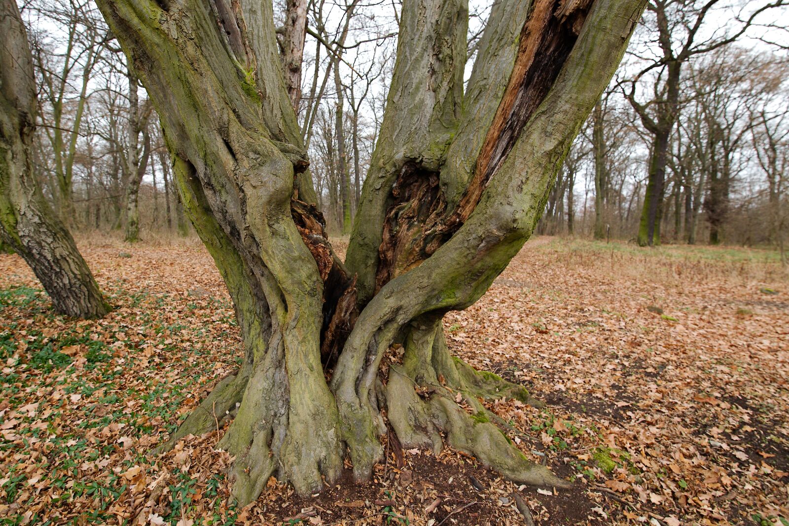 Canon EOS 6D sample photo. Tree, wood, nature photography
