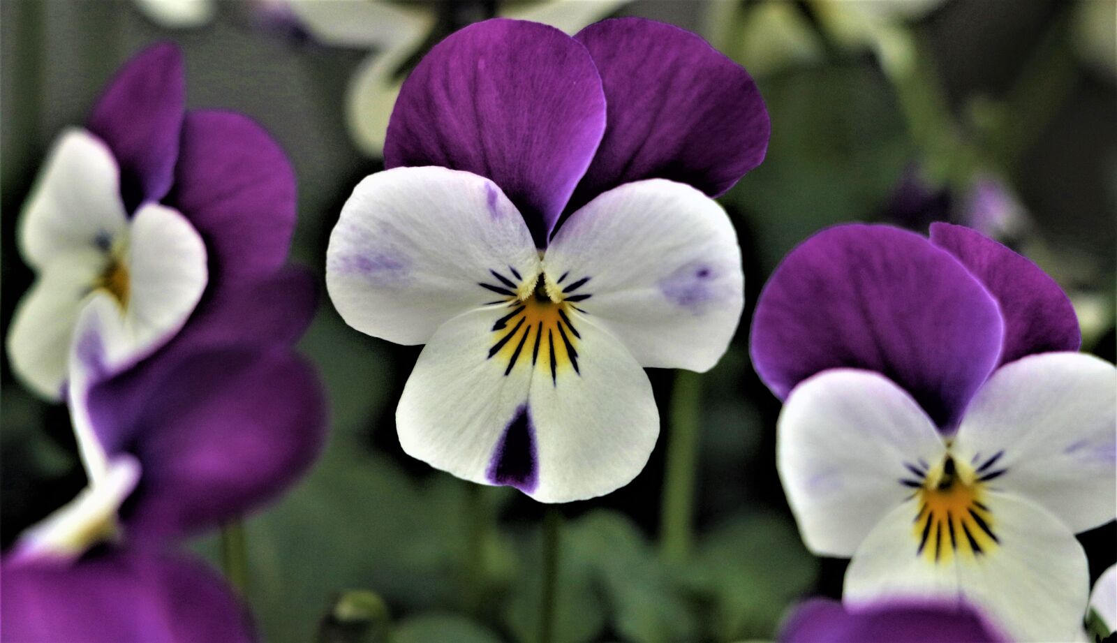 Canon EOS 7D Mark II sample photo. Flower, lily, floral photography