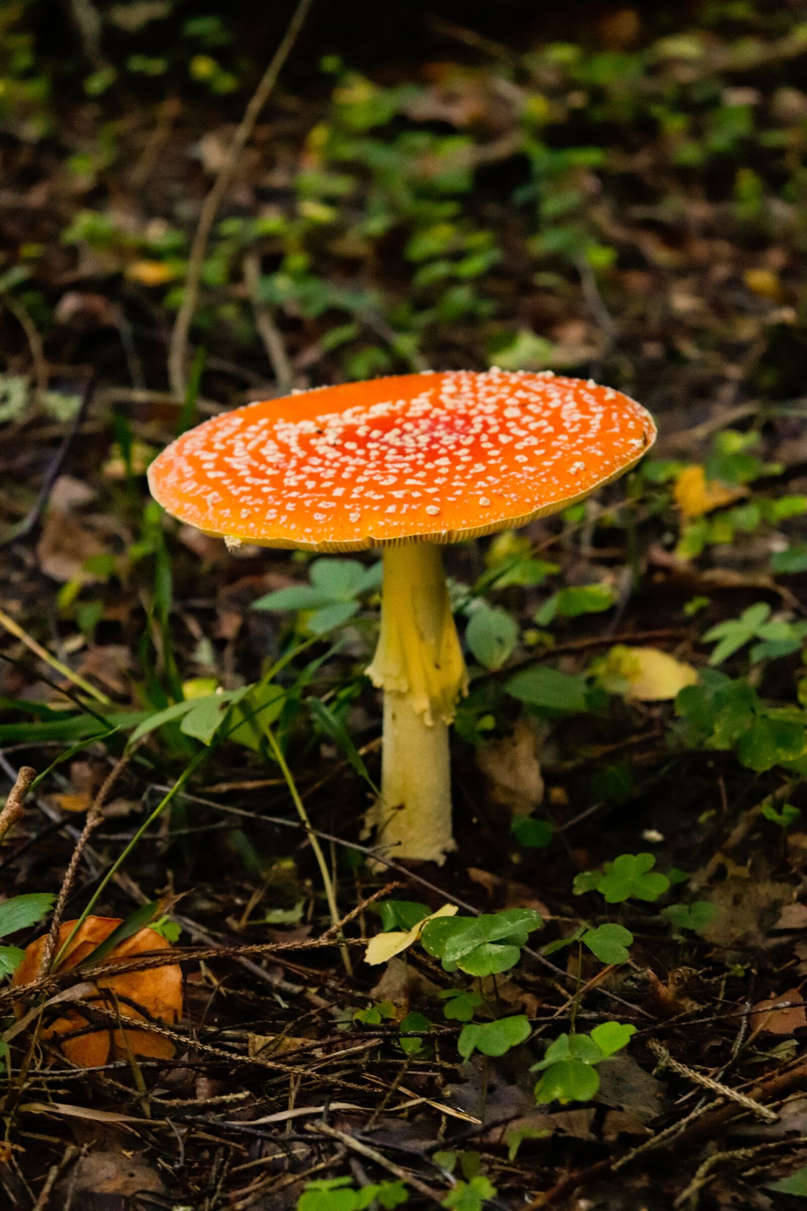 Canon EOS 200D (EOS Rebel SL2 / EOS Kiss X9) sample photo. Forest, mushrooms, mushroom photography