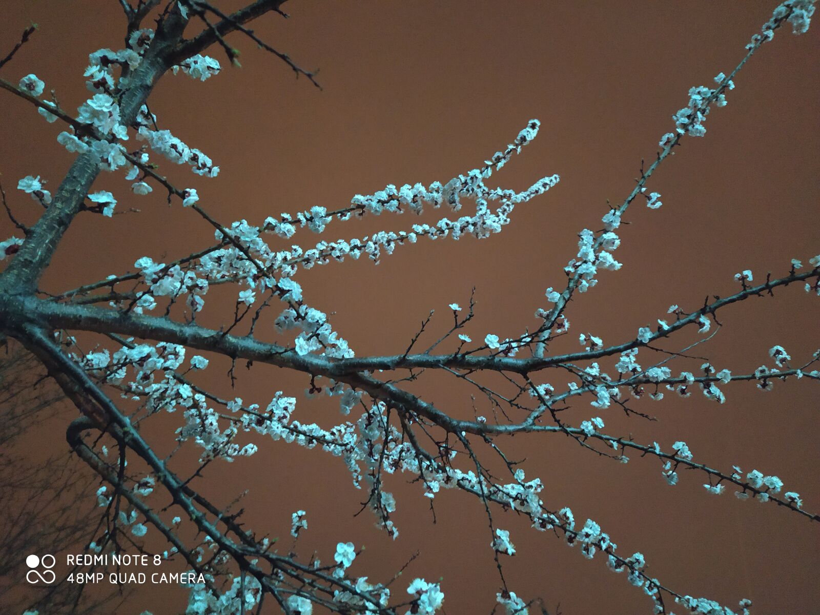Xiaomi Redmi Note 8 sample photo. Flower, spring, beauty photography