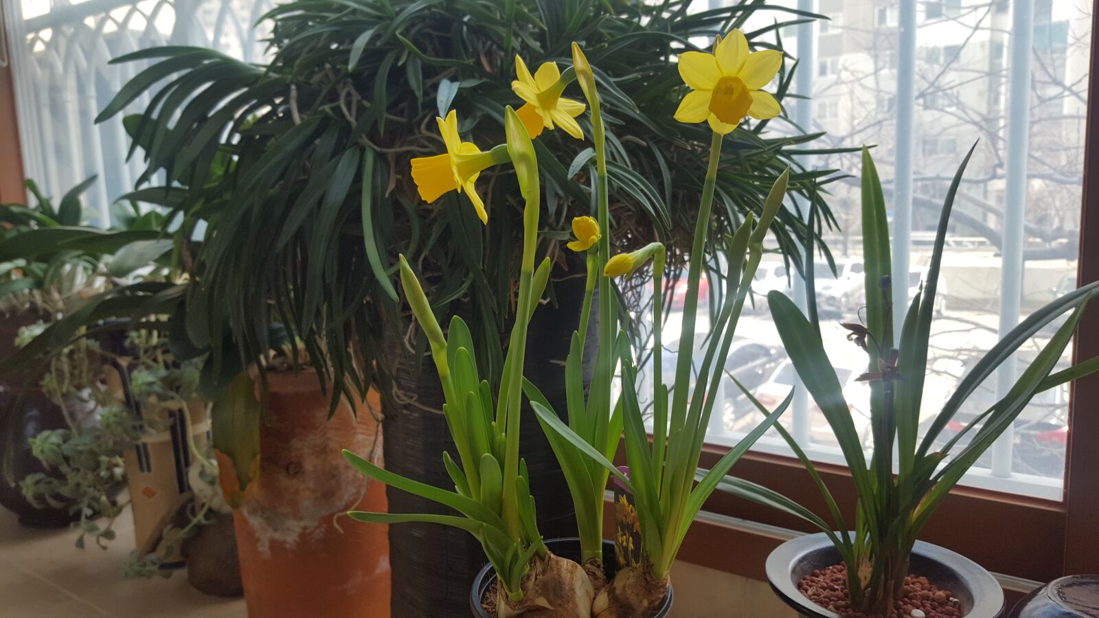 Samsung GALAXY S6 edge sample photo. Us, veranda, spring flowers 1 photography