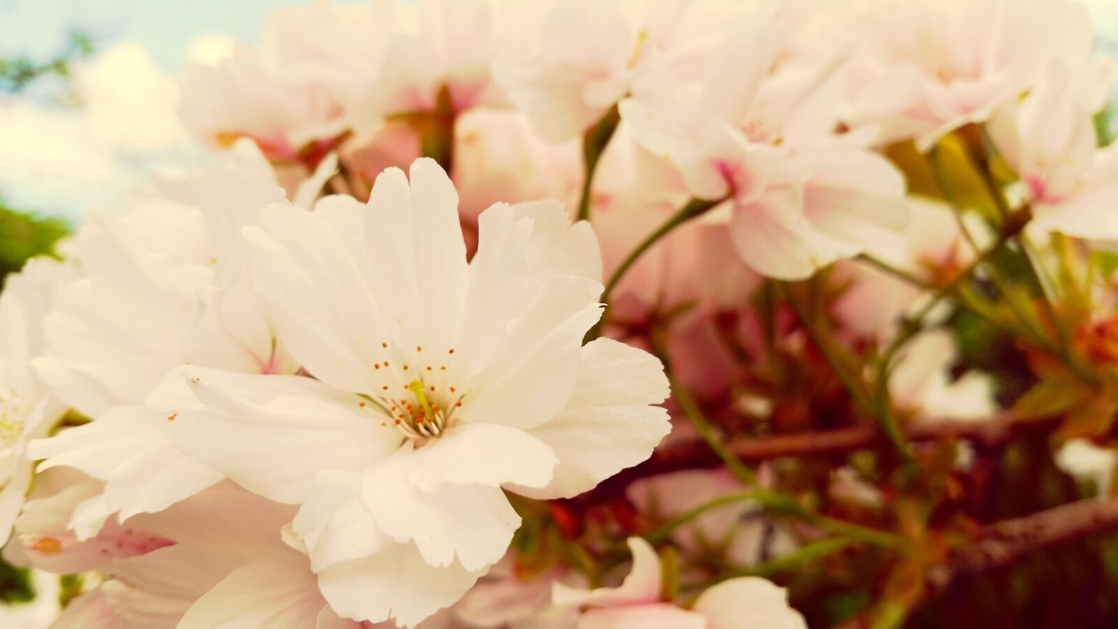 Samsung Galaxy S5 sample photo. Flowers, spring, nature photography