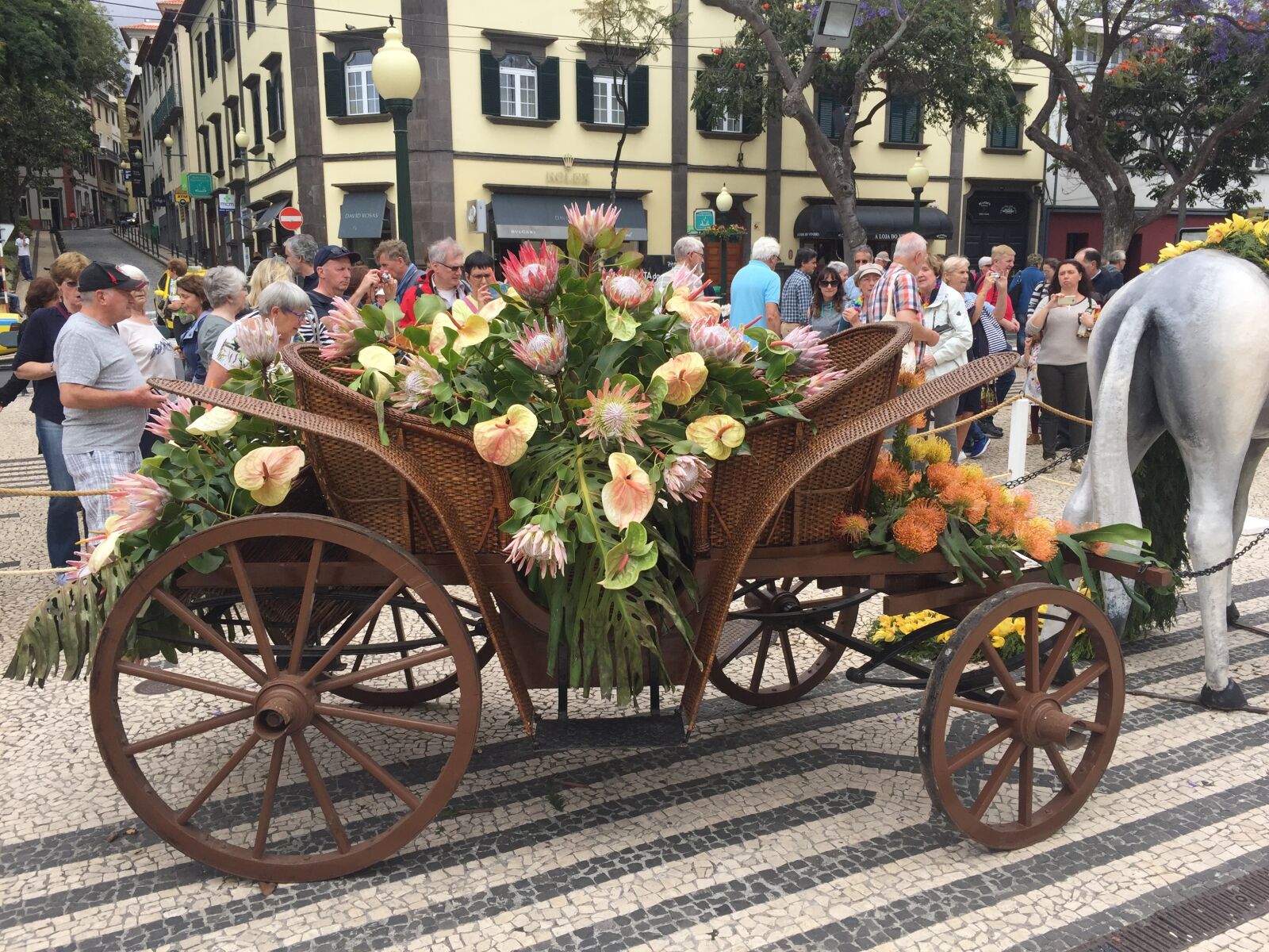 Apple iPhone 6 sample photo. Flower, festival, madeira photography