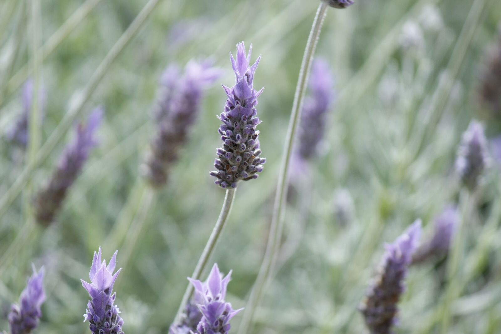 Canon EOS 600D (Rebel EOS T3i / EOS Kiss X5) sample photo. Lavender, summer, flowers photography