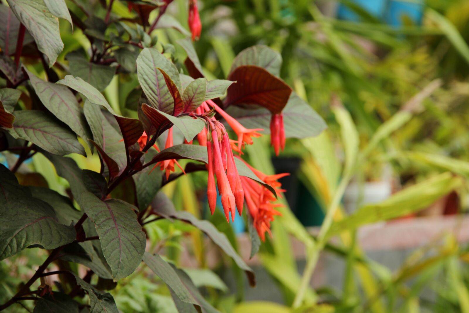 Canon EOS 650D (EOS Rebel T4i / EOS Kiss X6i) sample photo. Flowers, nature, plant photography