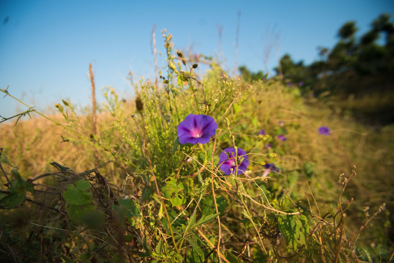 Sony a7R II sample photo. Flowers, morningglory, purple photography
