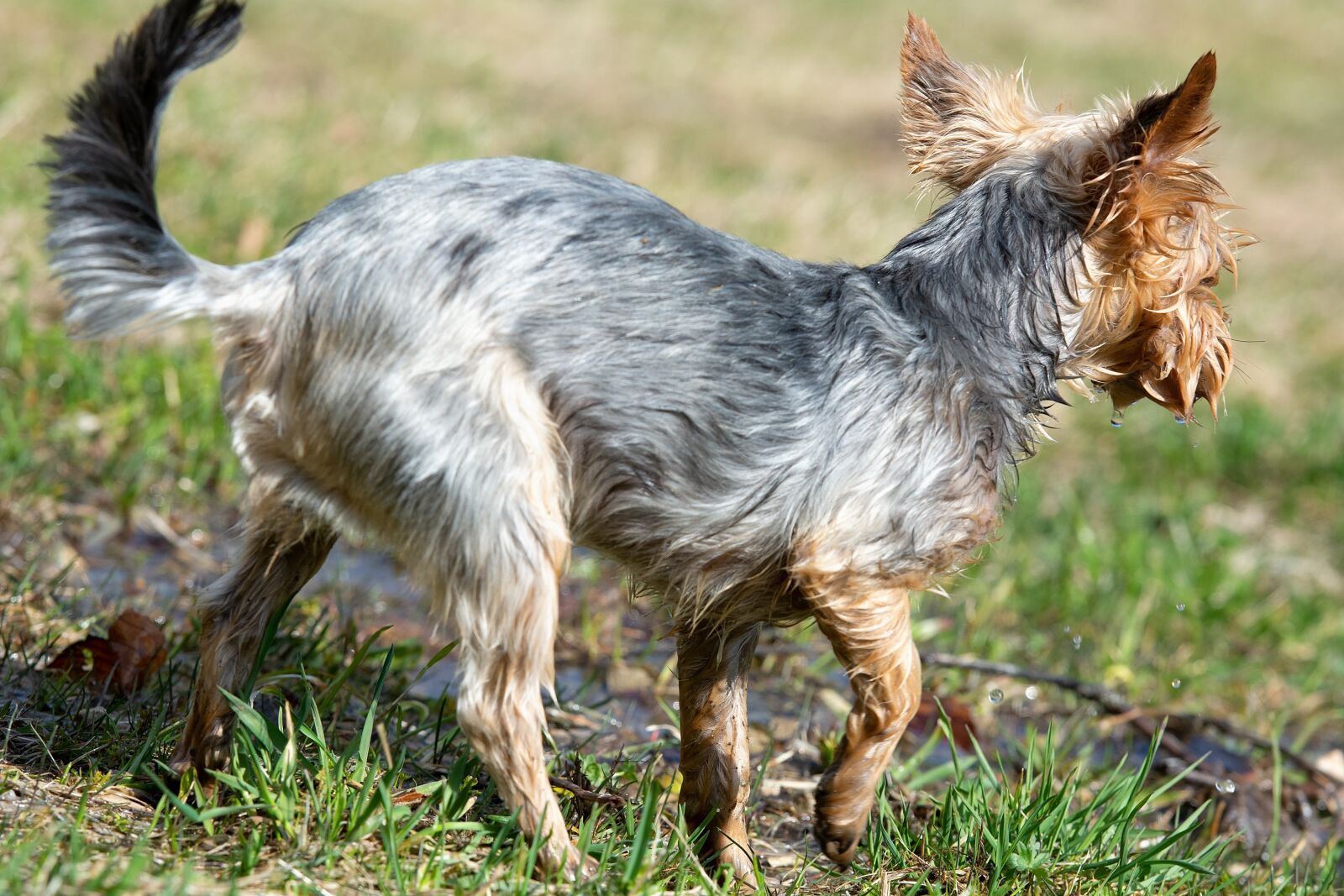 Nikon D7100 sample photo. Dog, small, yorki photography