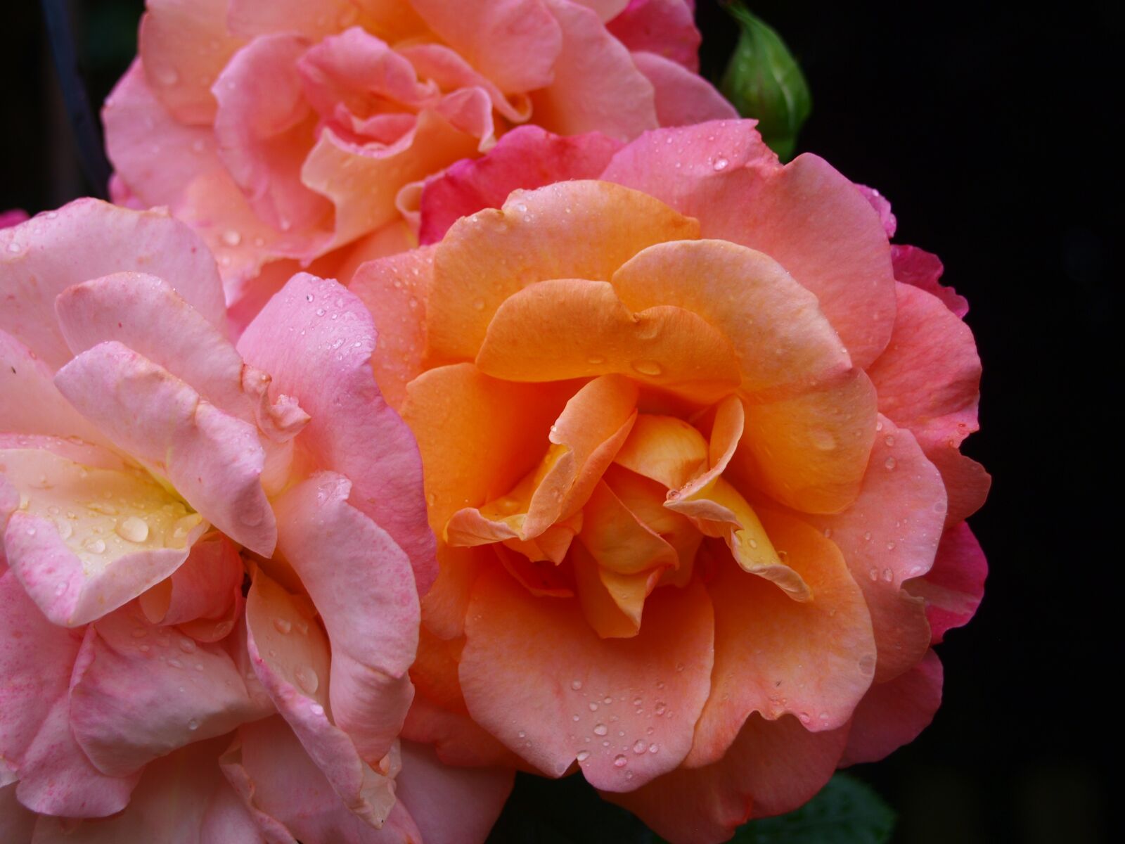 Olympus E-420 (EVOLT E-420) sample photo. Rose, rain, drip photography