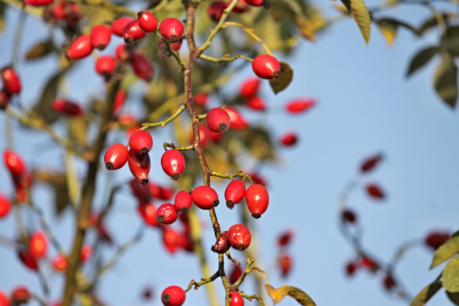 Canon EOS 1100D (EOS Rebel T3 / EOS Kiss X50) sample photo. Rose hip, bush, rosebush photography