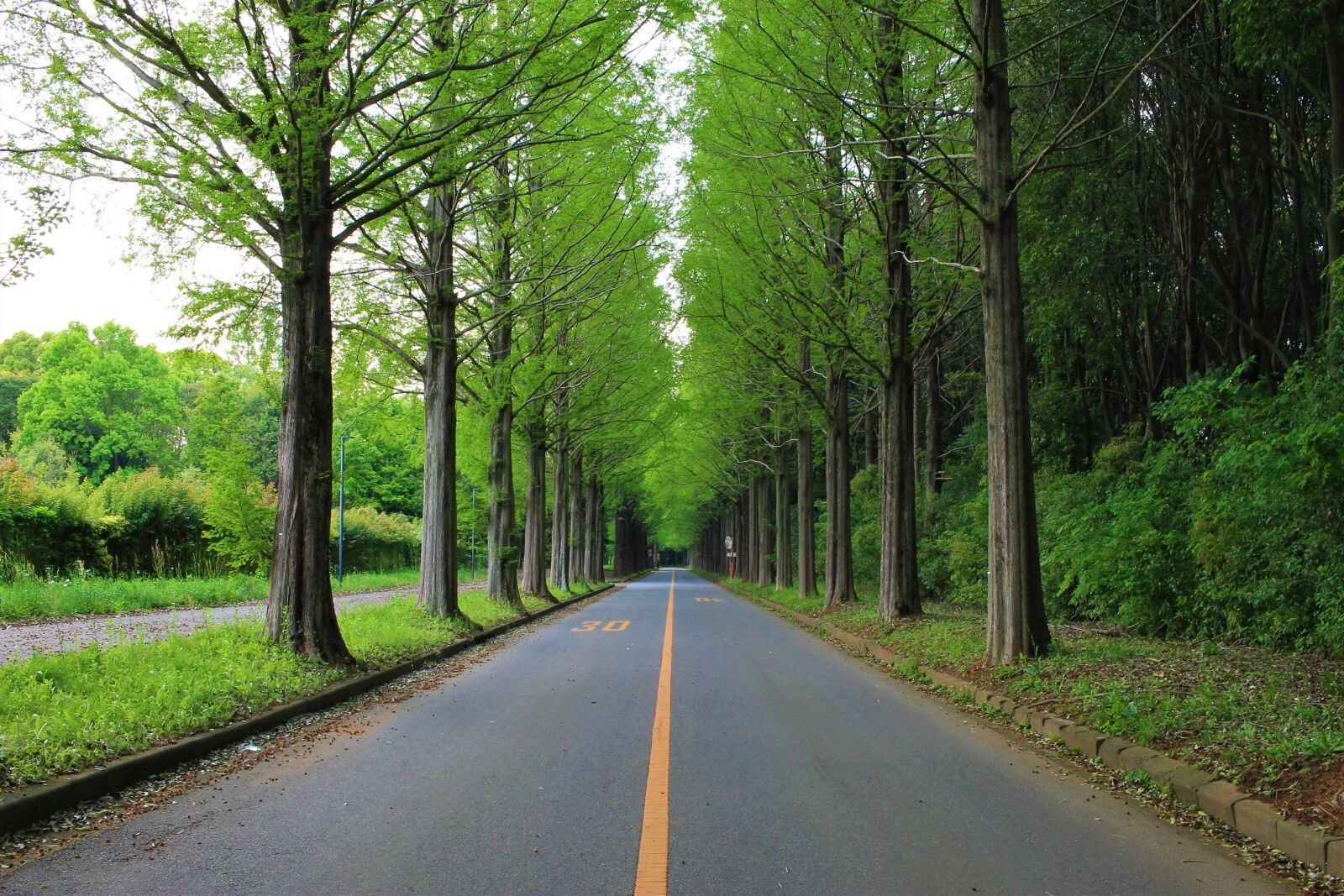Canon EOS 1100D (EOS Rebel T3 / EOS Kiss X50) sample photo. Road, roadside trees, traveling photography