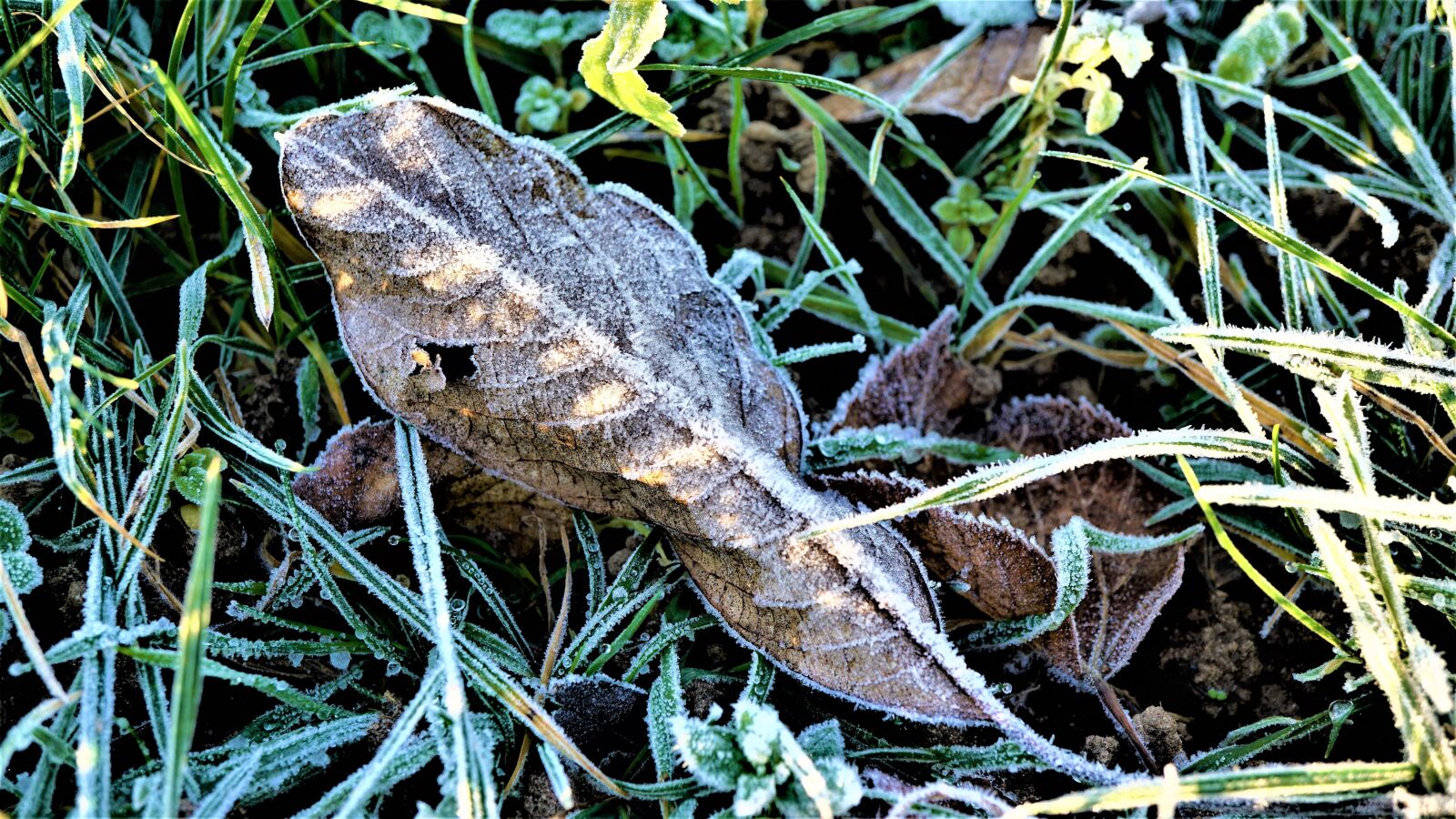 Sony E 30mm F3.5 Macro sample photo. Winter, background, nature photography
