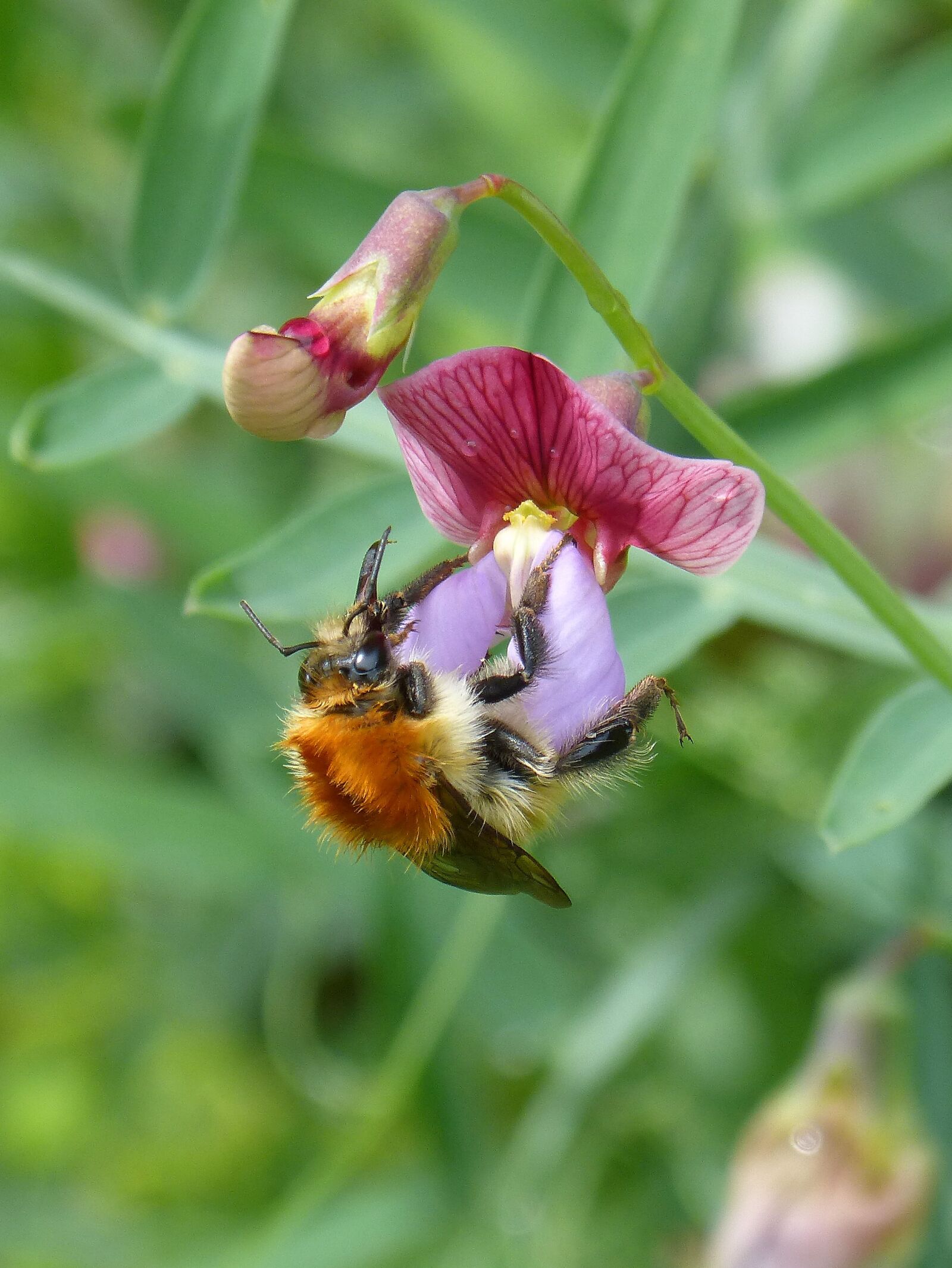 Panasonic DMC-FZ62 sample photo. Drone, bumblebee, libar photography