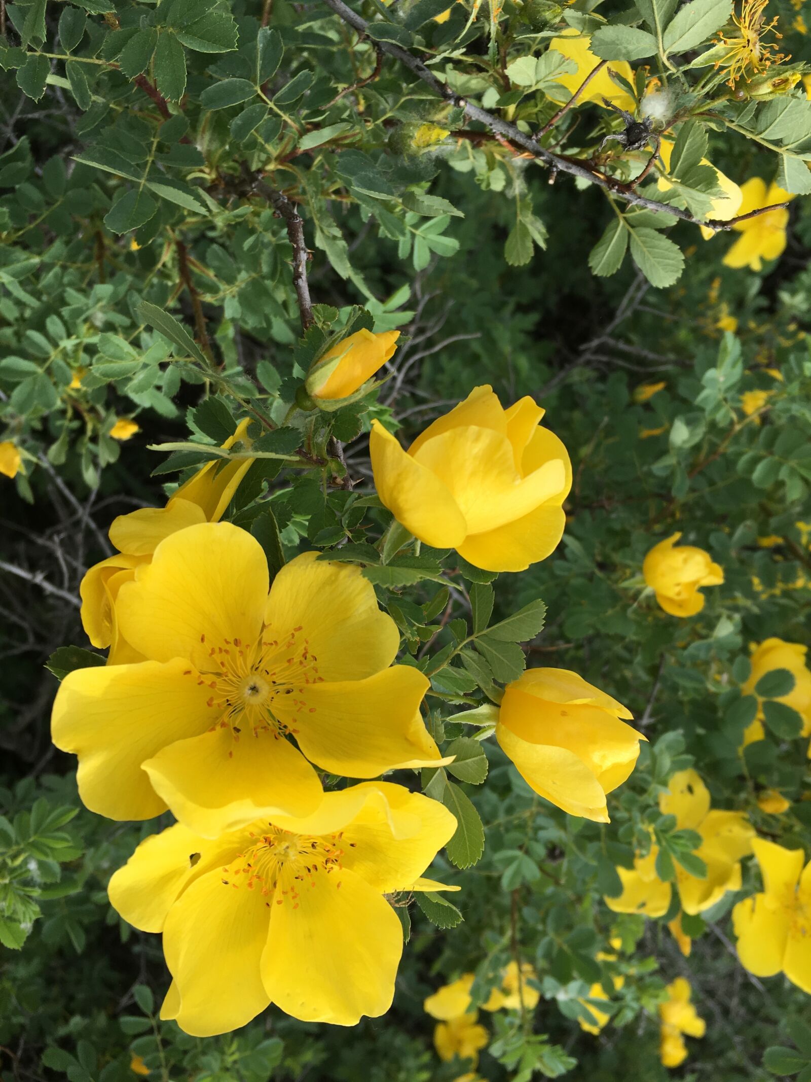 Apple iPhone 6s sample photo. Yellow flower, anatolian plants photography