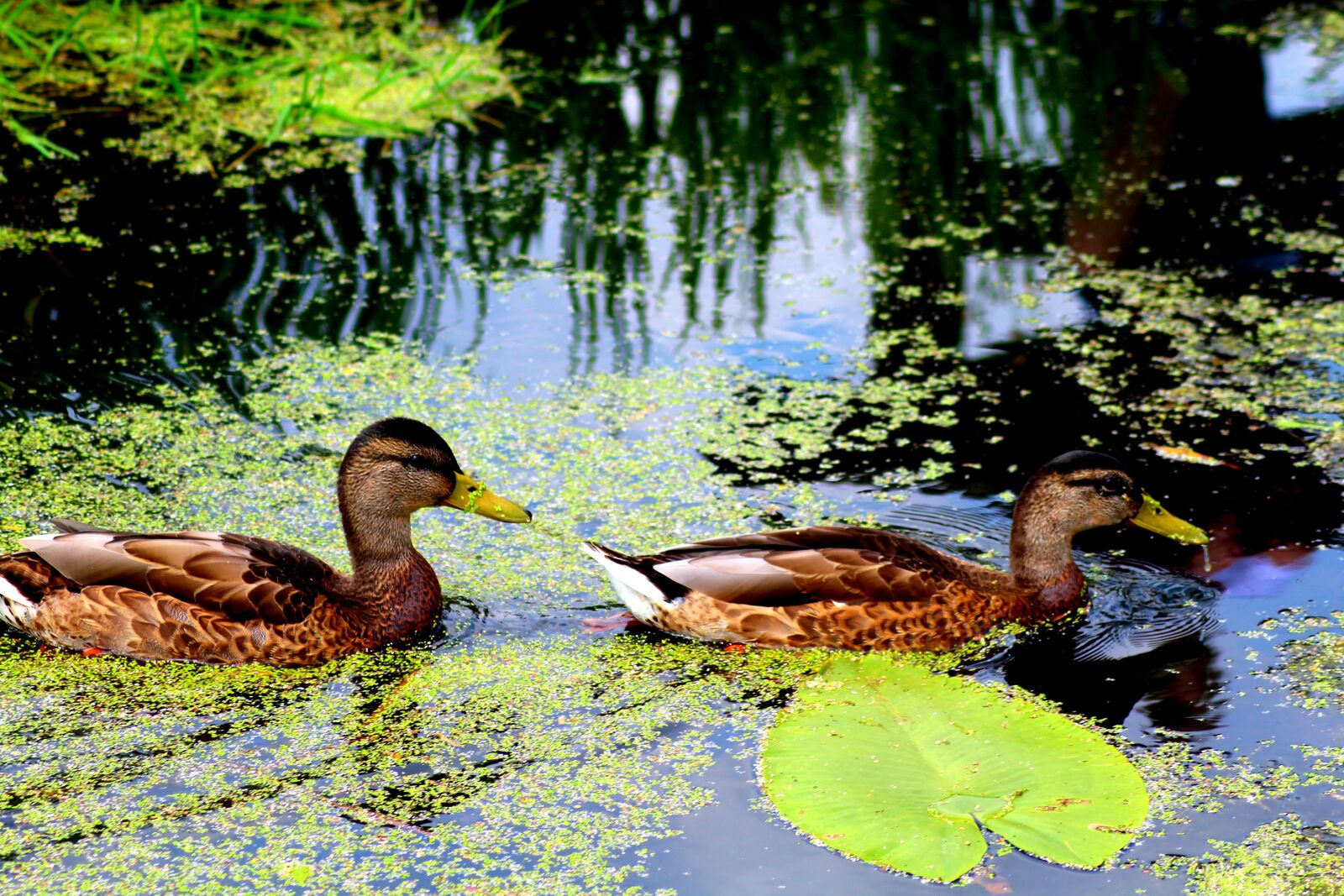 Canon EOS 1300D (EOS Rebel T6 / EOS Kiss X80) sample photo. Water, animals, nature photography