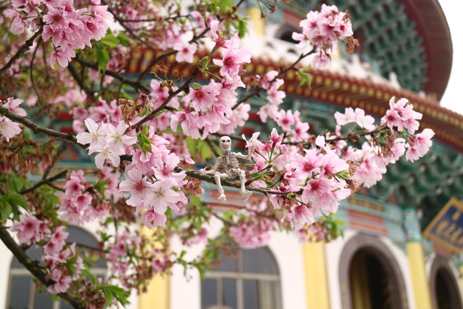 Canon EOS M3 sample photo. Cherry blossoms, tianyuan palace photography