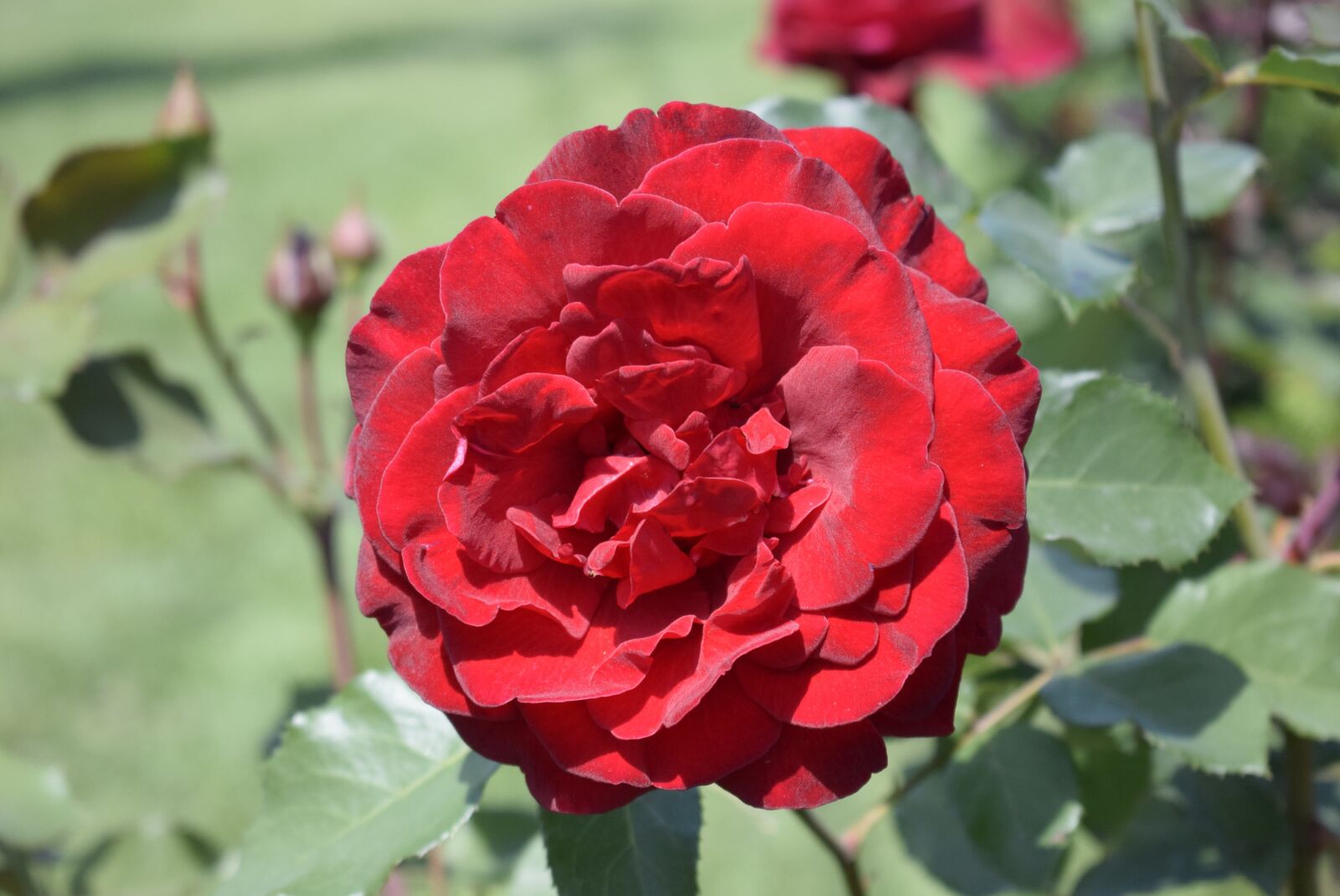 Nikon D3300 sample photo. Red rose, with petals photography