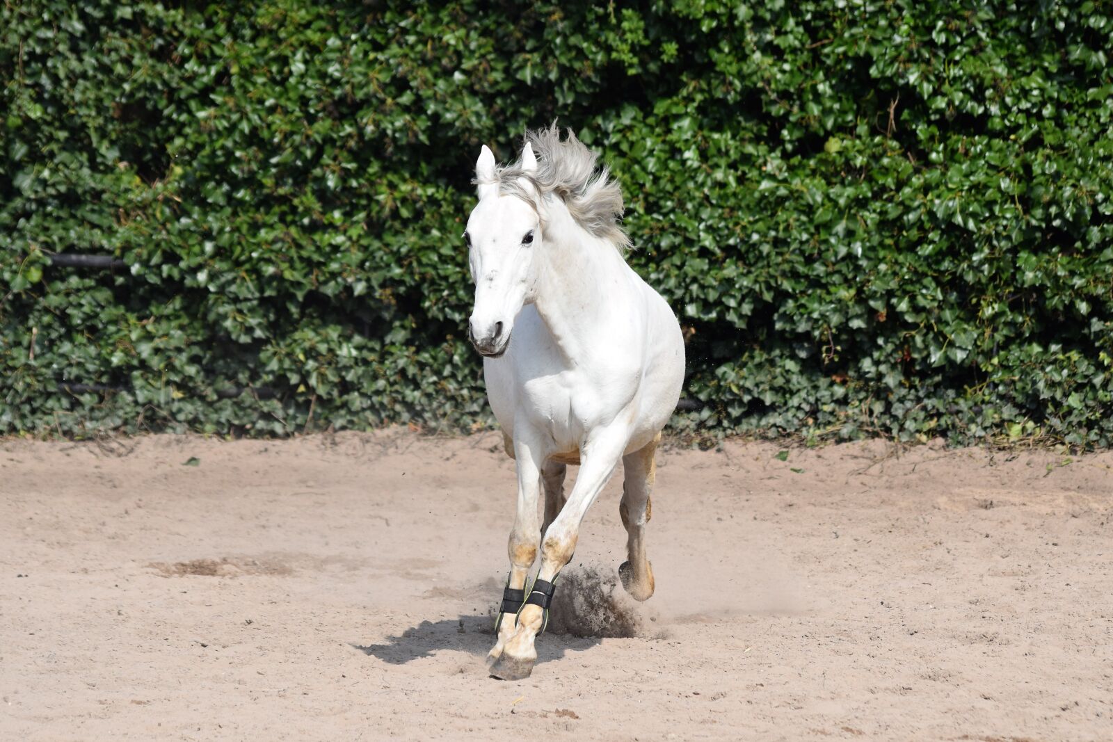 Nikon D5300 sample photo. Horse, wild, pony photography