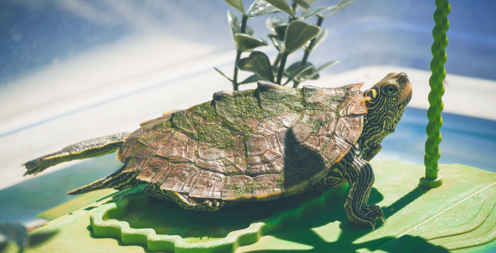 Canon EOS 1300D (EOS Rebel T6 / EOS Kiss X80) sample photo. Turtle, shell, reptile photography